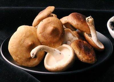 种蘑菇赚钱吗(菌菇种植有多大利润)