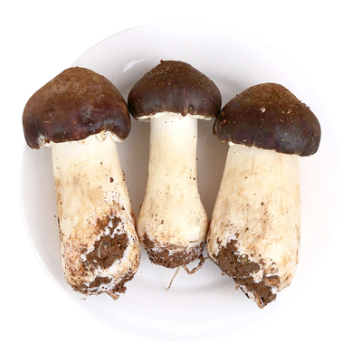 竹林赤松茸博爱竹林特产野生食用菌- 商品详情- 喜买甄选原产地平价产品
