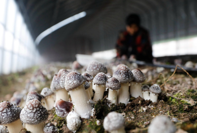 河南宝丰:发展食用菌产业 助力乡村振兴