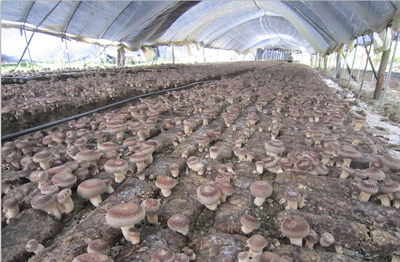 陕西:宁强县香菇喜获丰收 年产量达3万吨以上