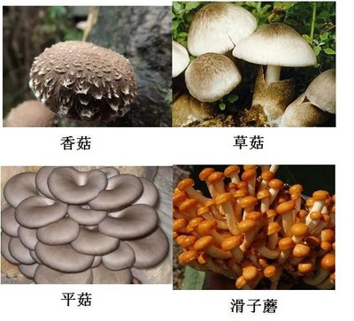 食用菌检测 香菇 蘑菇 木耳检测