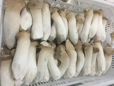 贵州贵旺生物科技