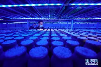 河北临西:工厂化食用菌培育助增收