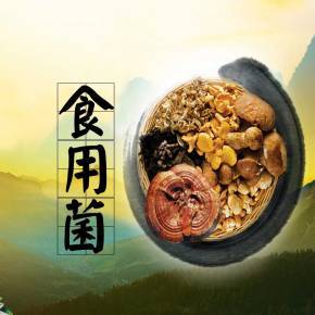 食用菌的特性-食疗养生的奥秘