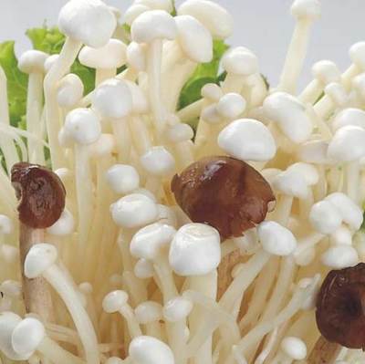 优菌派食用菌微工厂产品_优菌派食用菌微工厂产品图片_优菌派食用菌微工厂怎么样-最新优菌派食用菌微工厂产品展示