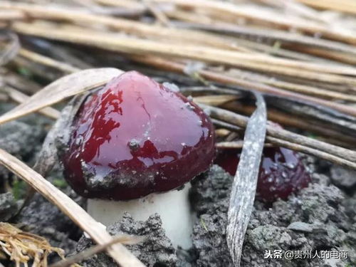 顶级美味新秀大球盖菇 媲美松茸的食用菌新宠