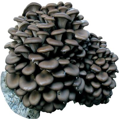 平菇菌种与食用菌培育技术详解