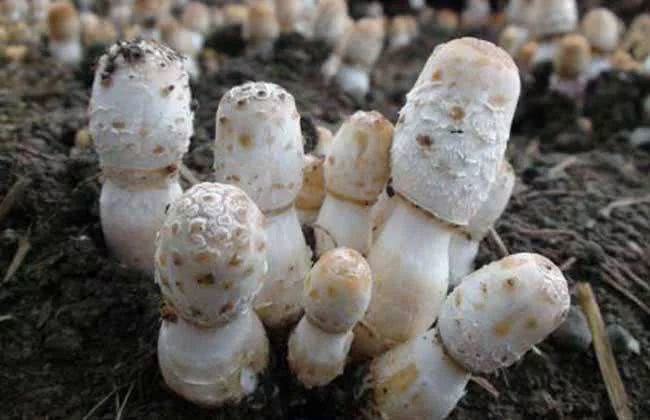 食用菌菌渣 变废为宝的绿色循环之道