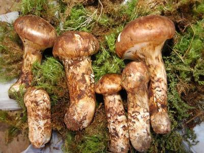 野生食用菌采购平台——精选菌类产品详情