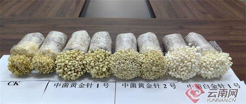 云南3个拥有自主知识产权的金针菇工厂化新品种通过鉴定