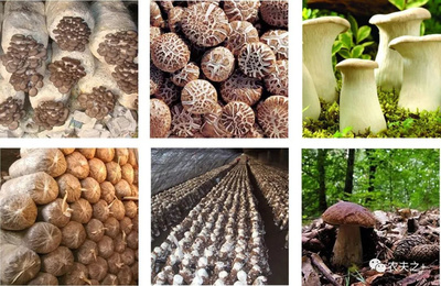 大道至简 食用菌生长发育的三大核心条件