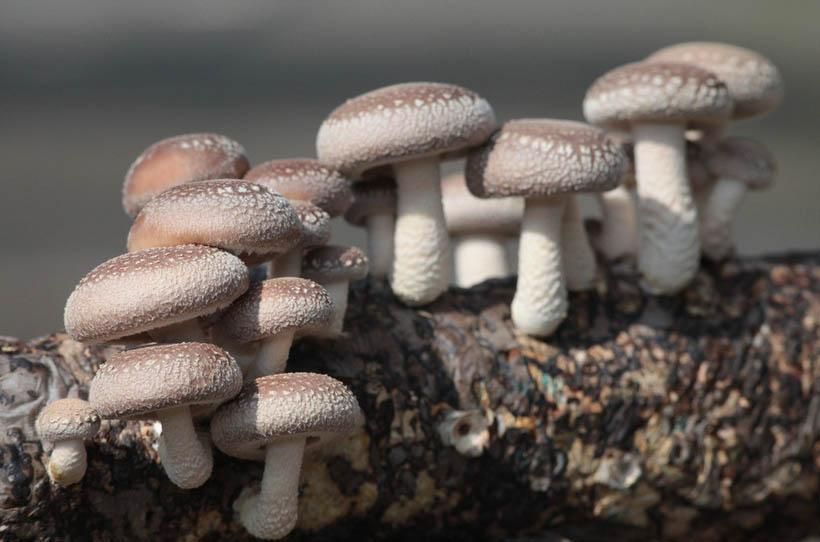 干香牛肚菌 圆形巨型的芳香食用菌