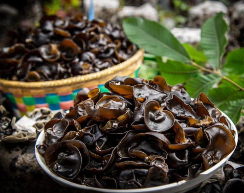 那山那水我代言 特色食用菌拓宽致富路