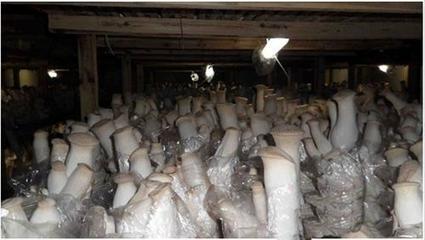 “菇痴”的创业路 用十元起家，20年赚800万