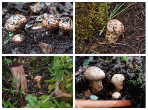 食用菌的十二大药用价值 自然馈赠的健康守护者
