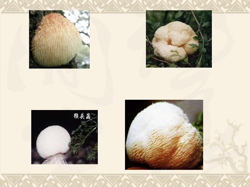 美丽爽口的食用菌——猴头菇鉴赏