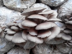 平菇鲜品销售 中国食用菌商务网产品库的桥梁作用