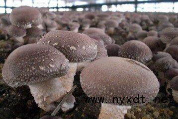 食用菌追肥的科学方法与注意事项