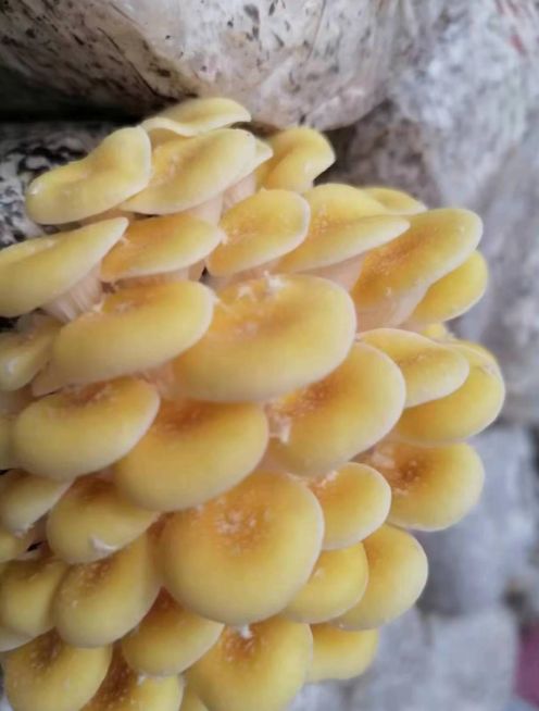 延庆古栗新生 三百年老树联姻食用菌，唤醒乡村致富新基因