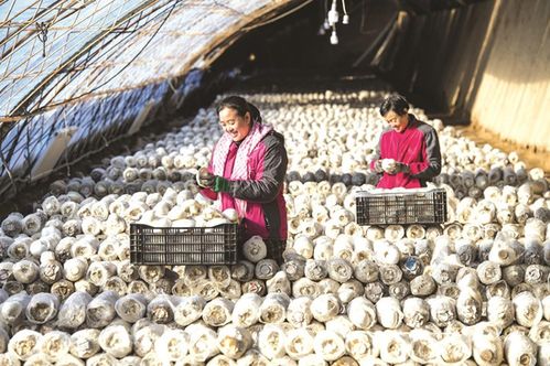 借船出海，拓路前行——新疆昌吉州食用菌产业如何开拓广阔市场