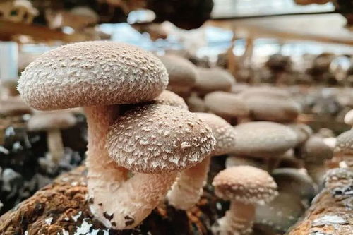 让香菇更“香”——记远安县这家食用菌供销专业联合社