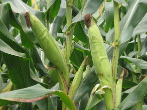 山东食用菌 齐鲁大地的珍馐瑰宝