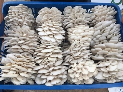 刘厚斌 项目不是重点，结合实际转换思路才是关键——以食用菌产业为例