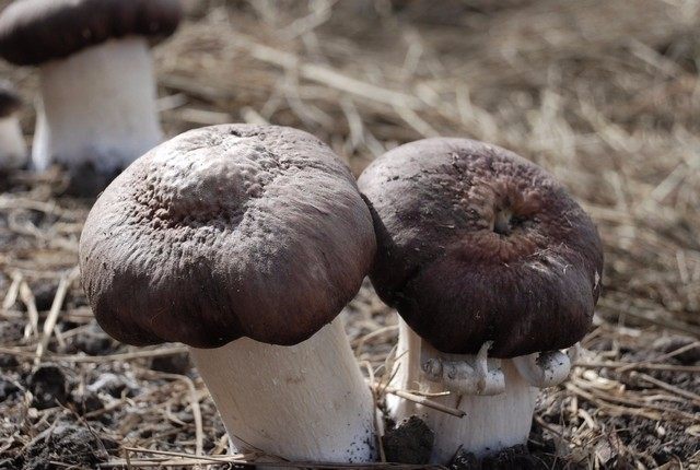 联合国向发展中国家推荐的一种食用菌,很像毒菇,很多人没见过