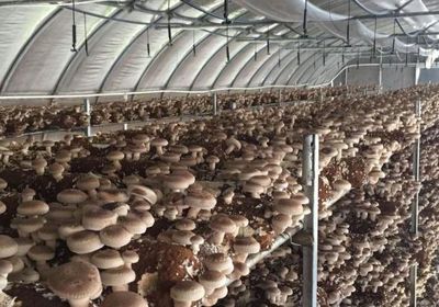 食用菌灭菌方法及锅炉选型